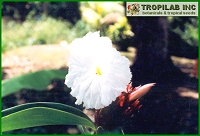 Costus