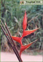 Heliconia Bihai