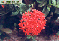 Ixora Cochinea