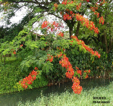 Delonix regia