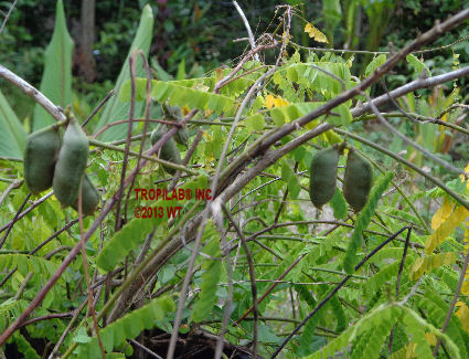 Abrus precatorius - Rosary pea seedpod