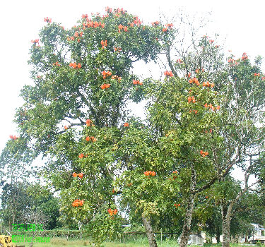 African tulip tree