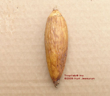 Aframomum melegueta - Alligator pepper