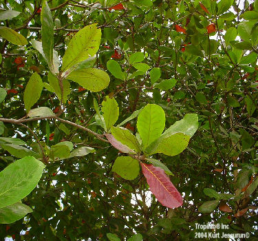 Terminalia catappa - Tropical almond (Tropilab).