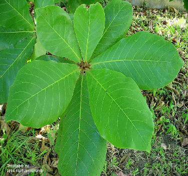 Tropical almond leaves