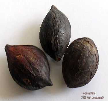 Terminalia catappa - Tropical almond seeds. The kernel of the seed has aphrodisiac activity and may be useful in the treatment of
 certain forms of sexual inadequacies, such as premature ejaculation.