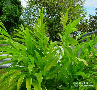 Alpinia galanga - Greater galangal