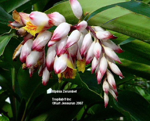 Alpinia zerumbet