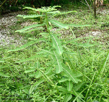 Phyllanthus amarus