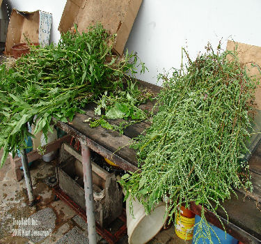 Phyllanthus amarus - Black catnip