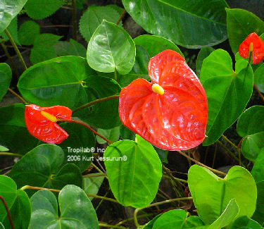 Anthurium