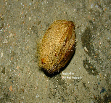 Areca seed