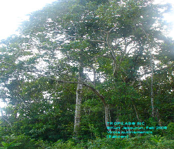 Virola surinamensis tree