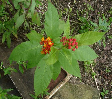 Asclepias curassavica - Blood flower