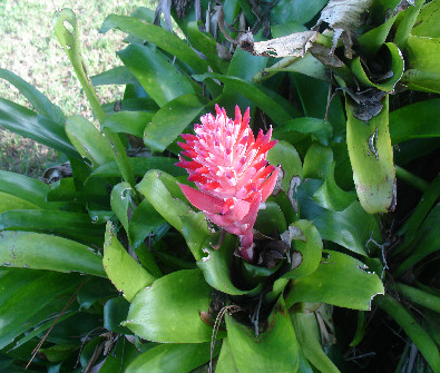 Bromelia