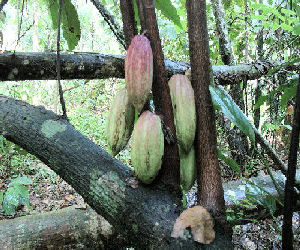 Cacao