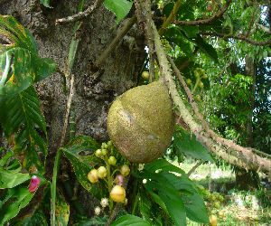 Cannonball fruit