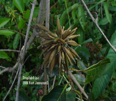 Uncaria guianensis seedpods