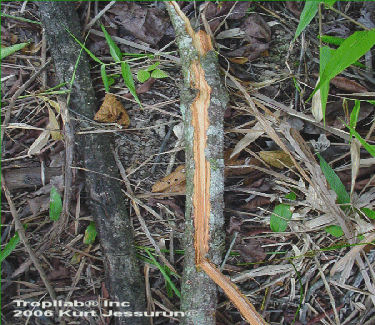 Uncaria guianensis, Cat's claw. The inner bark of Cat's claw is used as an immune booster, antioxidant, antiviral and antibacterial agent.