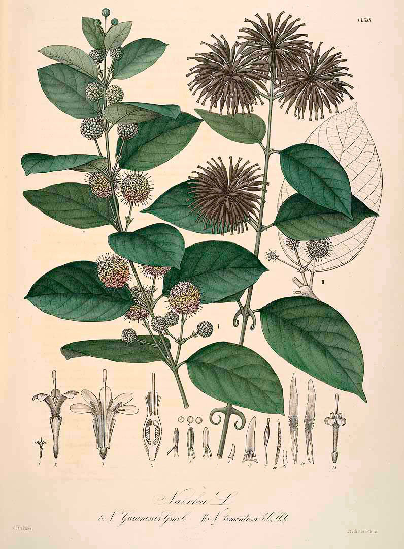 Uncaria guianensis