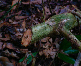 CURARE - STRYCHNOS GUIANENSIS BARK