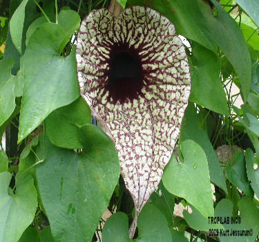 Aristolochia ringens