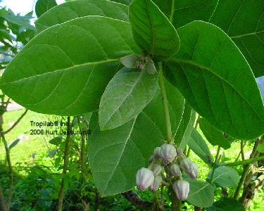 Calotropis gigantea