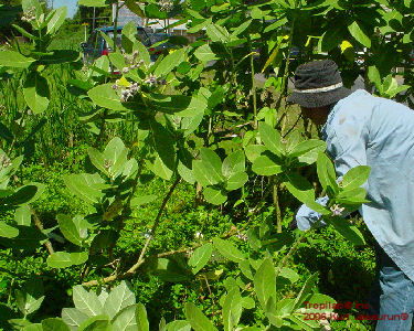 Calotropis gigantea