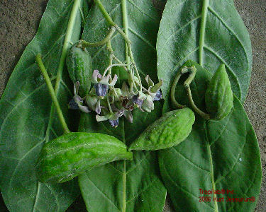 Calotropis gigantea