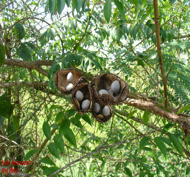 Gray nicker fruits