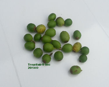 green coffee beans