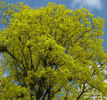 Tabebuia serratifolia - Pau d'arco; TROPILAB. Innerbark from Pau d'arco (Taheebo), to treat numerous conditions
 like bacterial and fungal conditions, fever, malaria, stomach and bladder disorders.