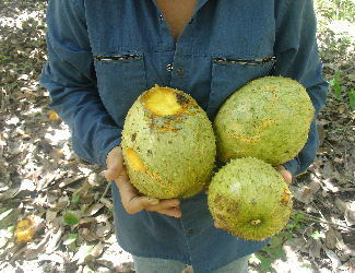 Annona montana