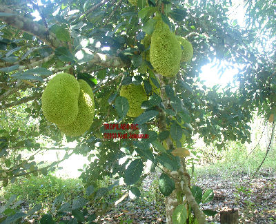 Artocarpus heterophyllus