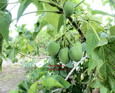 Jatropha curcas