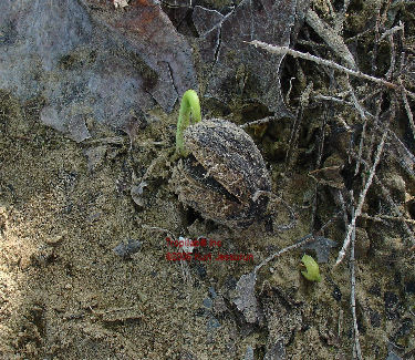 germinating Jatropha seed