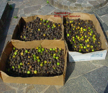 Jatropha curcas seeds