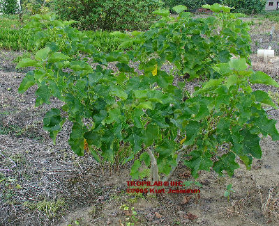 Jatropha curcas