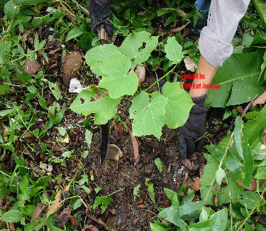 Jatropha curcas young plant