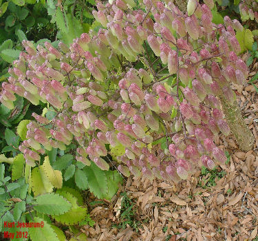 Kalanchoe pinnata