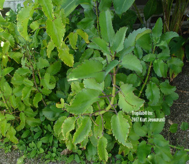 Kalanchoe pinnata