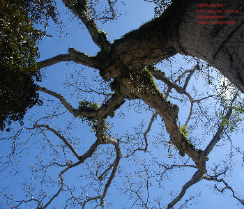 Ceiba pentandra