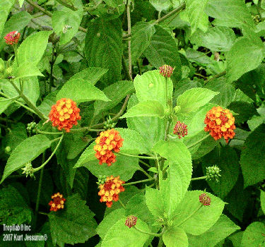 Lantana camara - Wild sage (Tropilab).