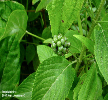 Lantana camara seeds