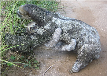 Amazon Rainforest - Three-toed sloth; mother with baby