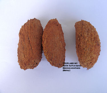 Mammea americana seeds