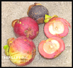 Garciana mangostana