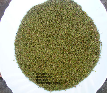 Microtea debilis seeds