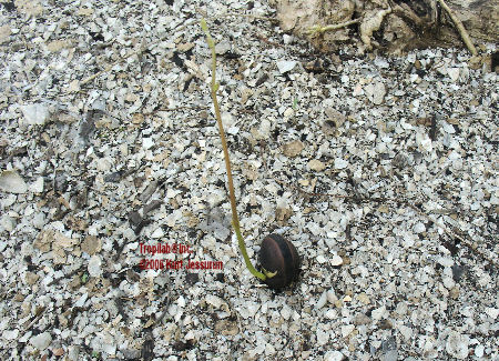 Mucuna pruriens germinating