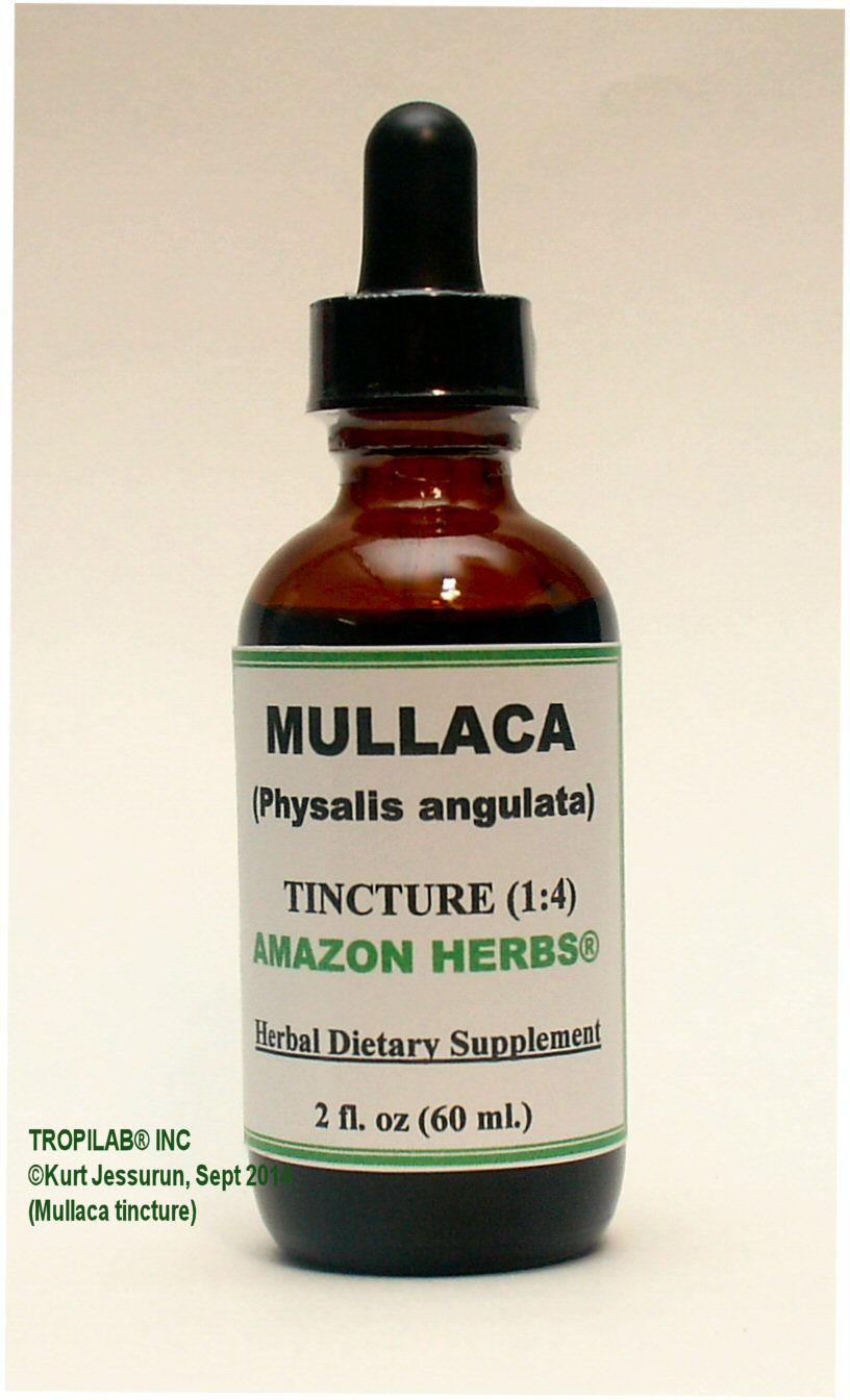 Physalis angulata - Mullaca (Cutleaf Ground-cherry) tincture - Tropilab.